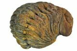 Large, Wide, Enrolled Pedinopariops Trilobite #125474-3